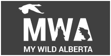 My Wild Alberta